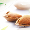 Big Size Healthy Snacks High Nutrition Apricot Nuts